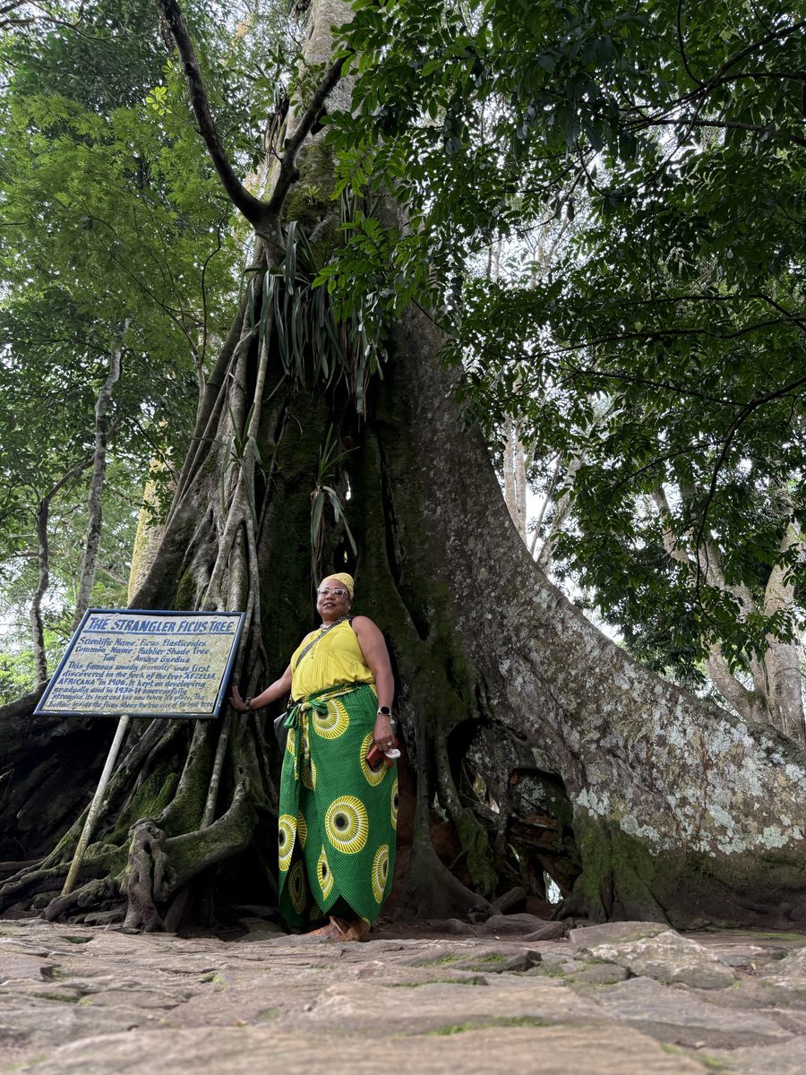 The Stranger Fig Tree at Aburi Botanical Gardens
