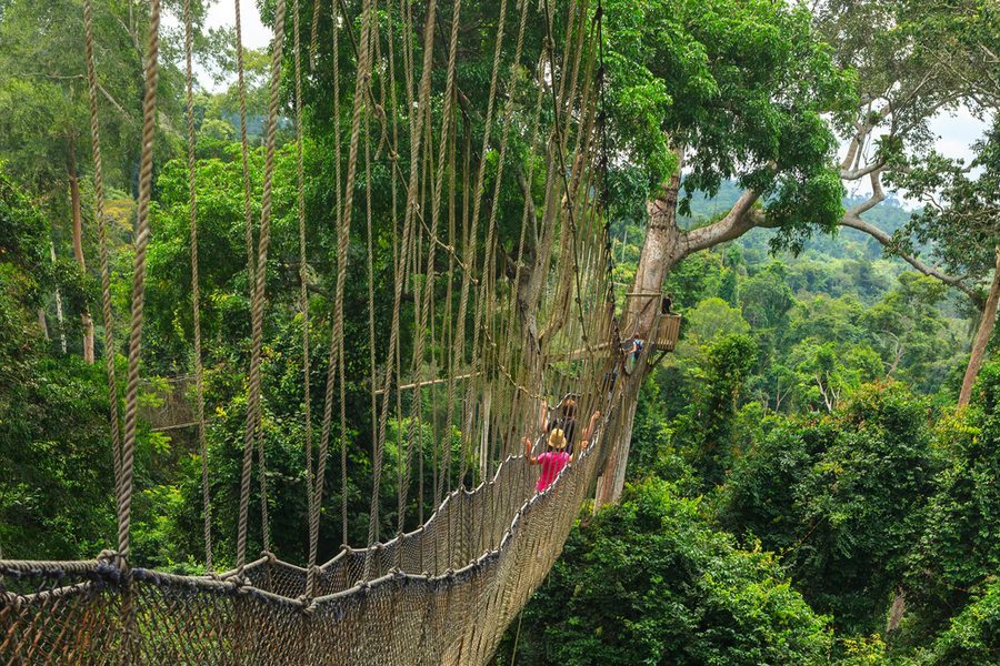 Aerial view of a visitor on the Kakum canopy walkway