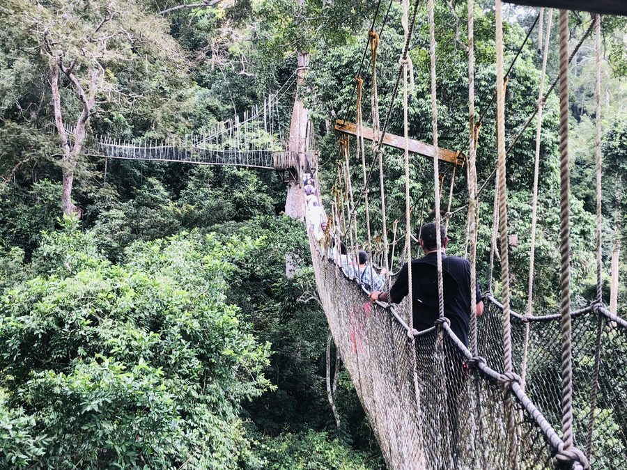 Kakum National Park rope canopy walkway through the rainforest