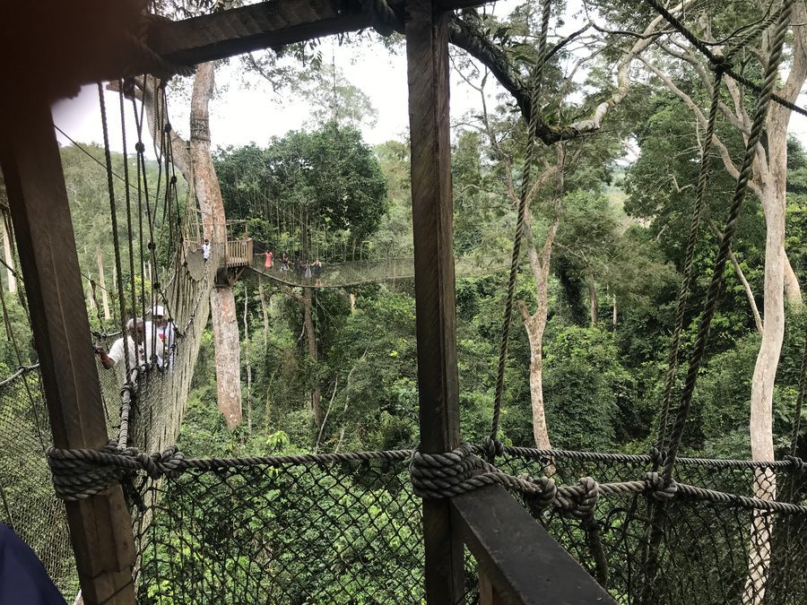 View across the rainforest canopy from a Kakum treehouse platform