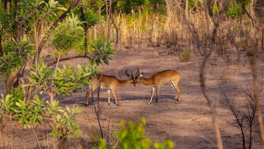 Kob antelopes at Mole National Park