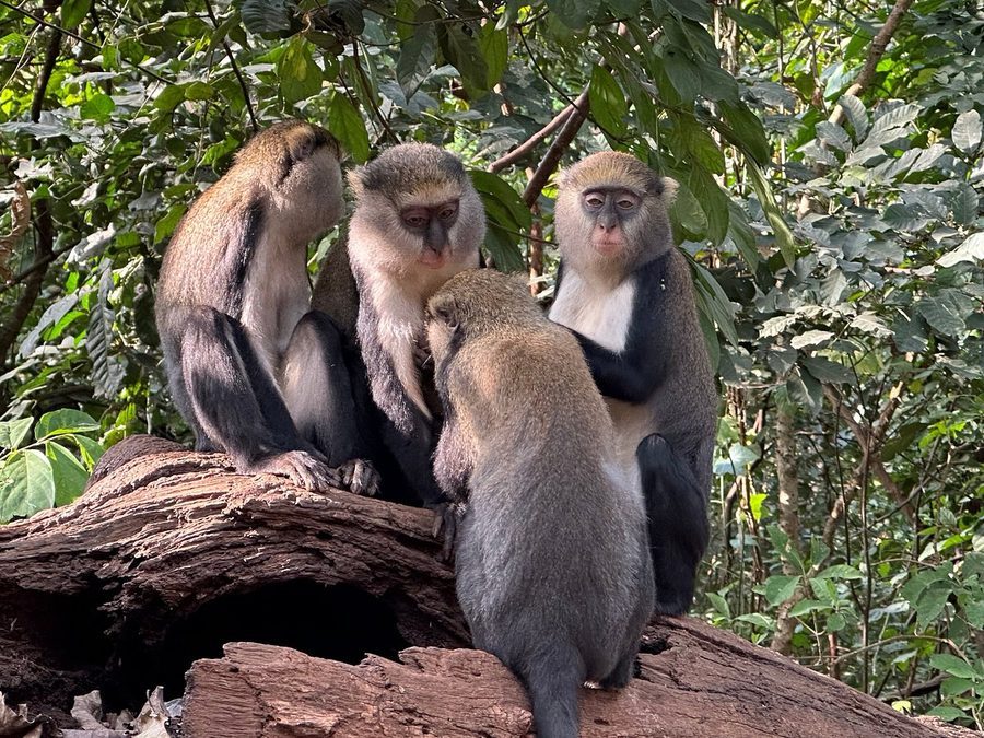 Mona monkeys at the Tafi Atome monkey sanctuary